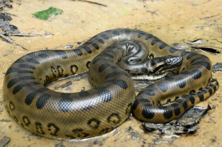 The Biggest Snake In The World Captured
