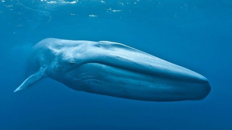 The Largest Animals In the Entire World (You Have To See Them To Believe Them!)