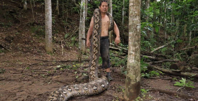 Longest Snake Ever Recorded Will Blow Your Mind!